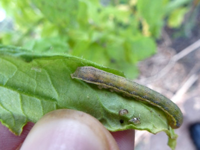 tomaten-raupe-3.jpg