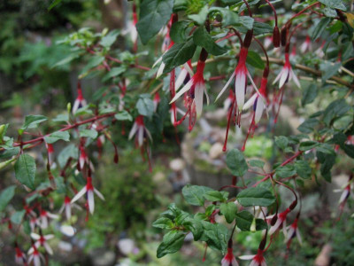 Fuchsia_magellanica_var._arauco__...___29.8.14_013.jpg