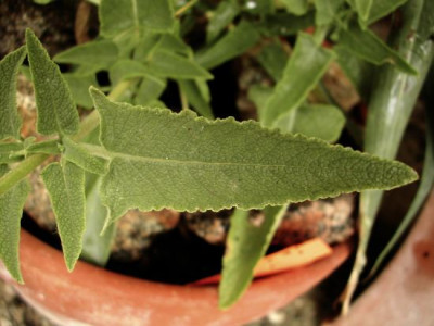 salvia_canariensis_blatt.jpg