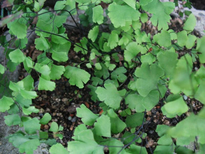 Adiantum_chilense___...__29.8.14_007.jpg