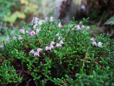 Calluna_vulgaris_Foxii_...__29.8.14_022.jpg