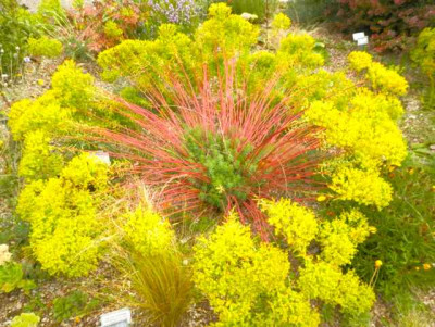 Euphorbia_seg._ssp._nic..jpg