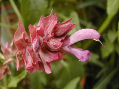 salvia_canariensis.jpg
