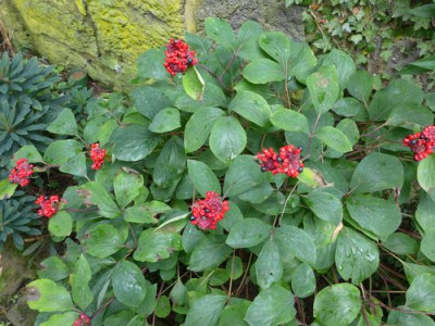 Paeonia_daurica_fars_2014_2.jpg