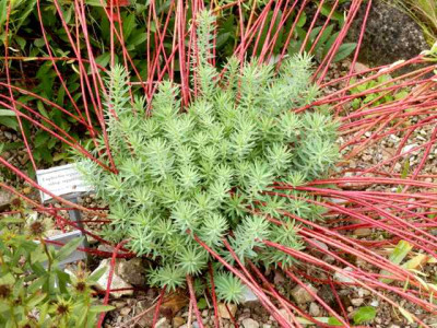 Euphorbia_seg._nic..jpg