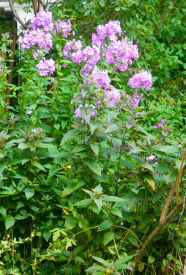 Phlox_anonym.jpg