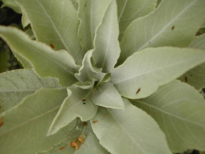 salvia_apiana.jpg