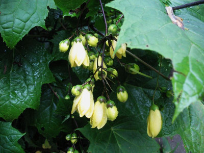 Kirengeshoma__palmata__...__31.8.14_005.jpg