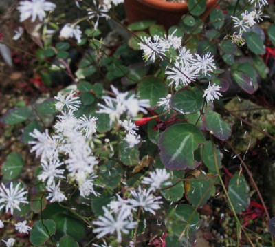 Thalictrum_ichangense__Purple_Marble__...__31.8.14_007.jpg