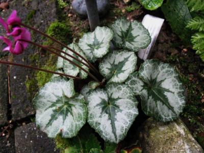 Cyclamen_purpurascens_Lake_Garda_...__31.8.14_002.jpg