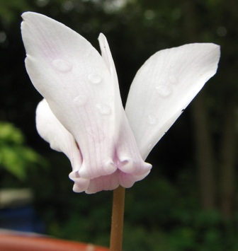 cycl_graecum_4zk.jpg