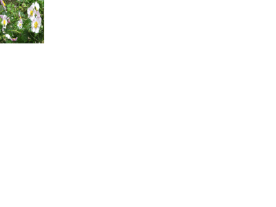 Wie_heit_diese_Blume.gif