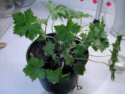 Geranium_Samling_1.jpg