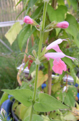 Salvia_sp_rosa.jpg