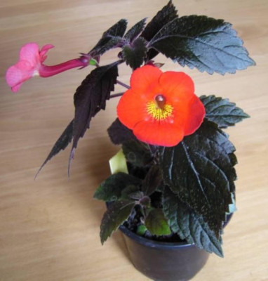 Achimenes20140831_kl.jpg