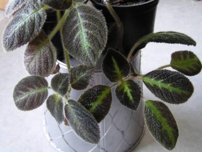 Episcia_lilacinaII20140828_kl.jpg