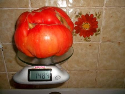 riesigeTomate.jpg