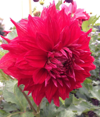 Dahlia_Uchuu_08-2014_900x900_80KB.jpg