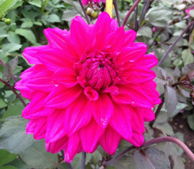 Dahlia_Engelhardts_Matador_08-2014_900x900_80KB.jpg