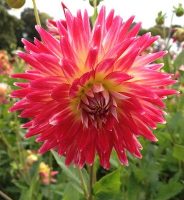 Dahlia_Cha_Cha_08-2014_900x900_80KB.jpg