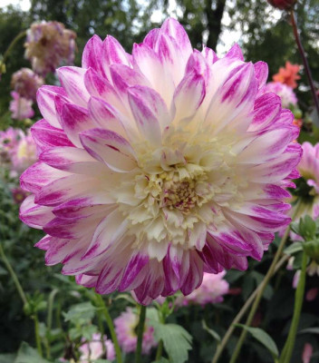 Dahlie_Que_Sera_08-2014_900x900_80KB.jpg