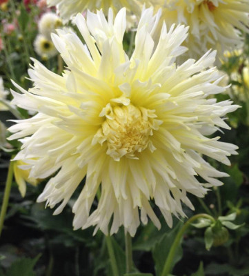 Dahlia_Ice_Crystal_08-2014_900x900_80KB.jpg