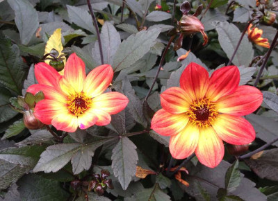 Dahlia_Happy_Single_Flame_08-2014_900x900_80KB.jpg