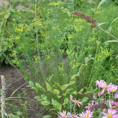 Aster_linosyris_13931.jpg