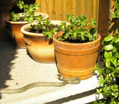 Besuch_auf_der_Terrassekl2.jpg
