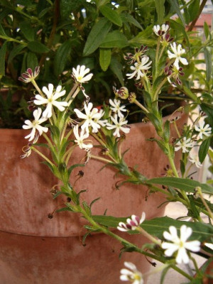 Zaluzianskya_capensis.jpg