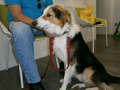 Papa_Lassie_evtl._klein.jpg