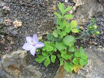 Campanula_fragilis_Hortu.jpg
