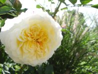 DSC01046Rose.jpg