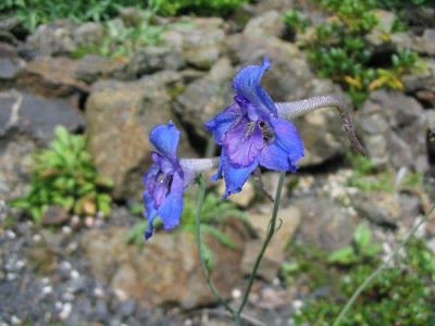 Delphinium_beesianum_Hortu.jpg