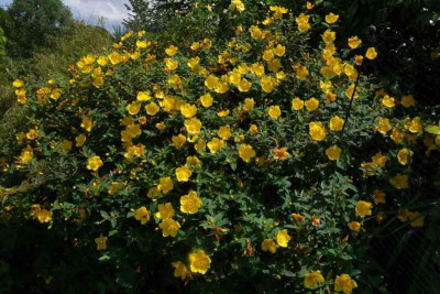 Hypericum_Hidcote1.jpg
