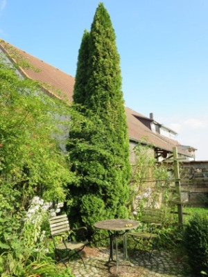 Thuja_Smaragd_1552.jpg
