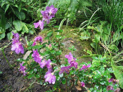 Rhododendron_calostrotum_Hortu.jpg