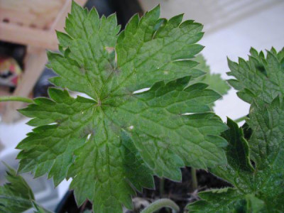 Geranium_samling.jpg