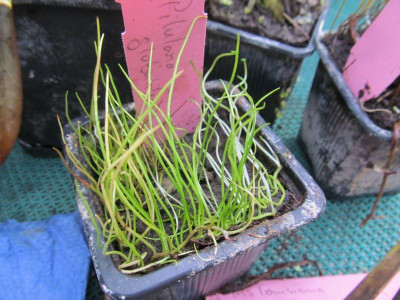 Pilularia_globulifera.jpg