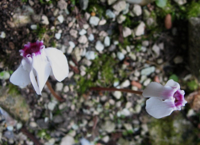 Cyclamen_hederifolium_Stargazer_Album__..._4.9.14_002.jpg