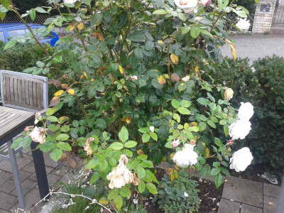 20140904_143235.jpg