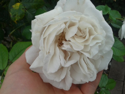 20140904_143214.jpg