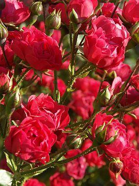 rosenrot-terrasse.jpg