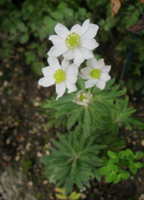 Anemone_narcissiflora_...__5.9.14_004.jpg