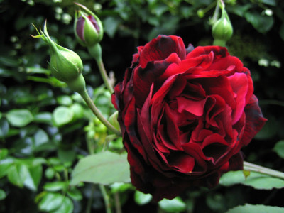 francis_ixus_0504.jpg