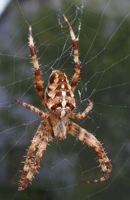 Spinne_fars_2014.jpg
