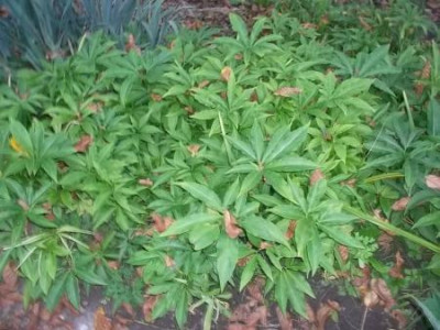 EidechsenwurzimGarten.jpg