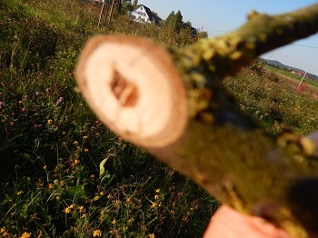 Walnuholz.II.02.09.14.jpg.JPG
