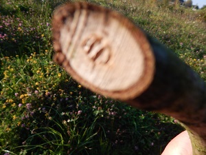 Walnuholz.I.02.09.14.jpg.JPG