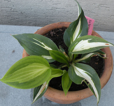 hosta_nbc_0.jpg